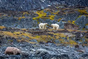 Spitzbergen Prints: observe Polar Bears in the Magdalensfjorden on Svalbard