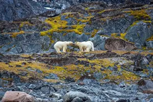 Spitzbergen Prints: observe Polar Bears in the Magdalensfjorden on Svalbard