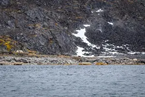 Spitzbergen Prints: observe Polar Bears in the Magdalensfjorden on Svalbard