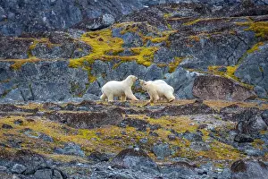 Spitzbergen Prints: observe Polar Bears in the Magdalensfjorden on Svalbard