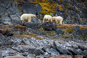 Spitzbergen Prints: observe Polar Bears in the Magdalensfjorden on Svalbard