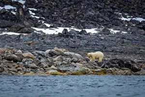 Spitzbergen Prints: observe Polar Bears in the Magdalensfjorden on Svalbard