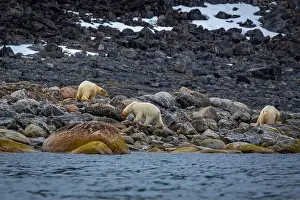 Spitzbergen Prints: observe Polar Bears in the Magdalensfjorden on Svalbard