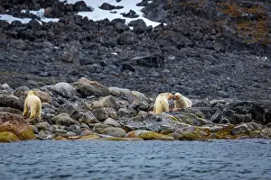Spitzbergen Prints: observe Polar Bears in the Magdalensfjorden on Svalbard