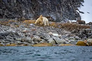 Spitzbergen Prints: observe Polar Bears in the Magdalensfjorden on Svalbard
