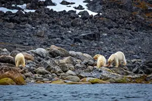 Spitzbergen Prints: observe Polar Bears in the Magdalensfjorden on Svalbard