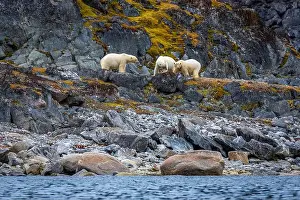 Spitzbergen Prints: observe Polar Bears in the Magdalensfjorden on Svalbard