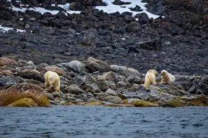 Spitzbergen Prints: observe Polar Bears in the Magdalensfjorden on Svalbard