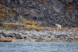 Spitzbergen Prints: observe Polar Bears in the Magdalensfjorden on Svalbard