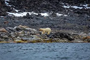 Spitzbergen Prints: observe Polar Bears in the Magdalensfjorden on Svalbard