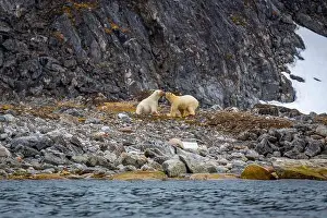 Spitzbergen Prints: observe Polar Bears in the Magdalensfjorden on Svalbard