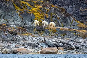Spitzbergen Prints: observe Polar Bears in the Magdalensfjorden on Svalbard