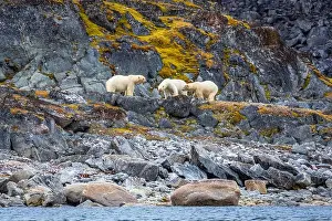Spitzbergen Prints: observe Polar Bears in the Magdalensfjorden on Svalbard