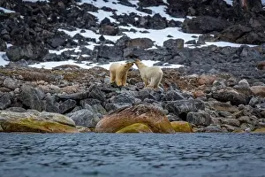 Spitzbergen Prints: observe Polar Bears in the Magdalensfjorden on Svalbard
