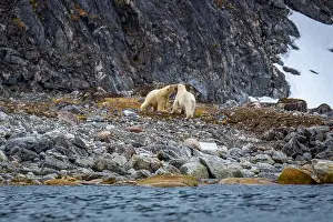 Spitsbergen Prints: observe Polar Bears in the Magdalensfjorden on Svalbard