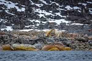 Spitsbergen Prints: observe Polar Bears in the Magdalensfjorden on Svalbard