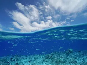 Tropical Fish Prints: Ocean seascape, blue sky with cloud and reef with school of fish underwater