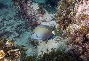 Belize Prints: An Ocean Surgeonfish (Acanthurus bahianus) in Punta Cana, Dominican Republic