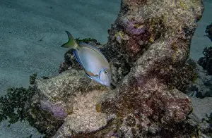 Belize Prints: An Ocean Surgeonfish (Acanthurus bahianus) in Punta Cana, Dominican Republic