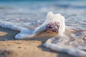 Urchin Prints: Ocean wave washes over a purple sea urchin on the sandy shore