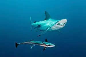 Two Animals Prints: An oceanic blacktip shark eats a sardine with a remora looking