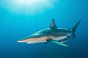 Kwazulu Natal Prints: An oceanic blacktip shark with remora in tow, Aliwal Shoal, South Africa