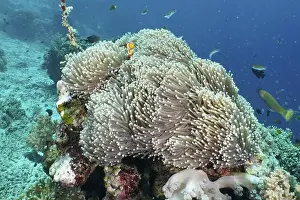 Damselfish Prints: A Ocellaris Clownfish (Amphiprion ocellaris)