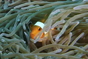 False Percula Clownfish Prints: An Ocellaris Clownfish (Amphiprion ocellaris)