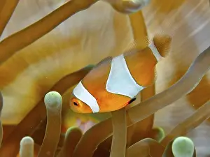 Detailed Image Prints: An Ocellaris Clownfish (Amphiprion ocellaris)