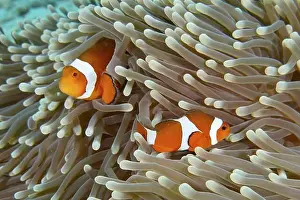 Outdoor Shots Prints: Two Ocellaris Clownfish (Amphiprion ocellaris)