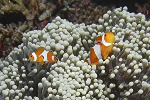 Outdoor Shots Prints: Two Ocellaris Clownfish (Amphiprion ocellaris)