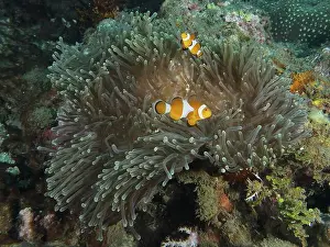 Sea Fish Prints: Ocellaris Clownfish (Amphiprion ocellaris) in a sprawling Anthopleura xanthogrammica (Stichodactyla gigantea)