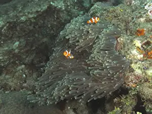 Percomorphaceae Prints: Two Ocellaris Clownfish (Amphiprion ocellaris) swimming in a Anthopleura xanthogrammica (Stichodactyla gigantea)