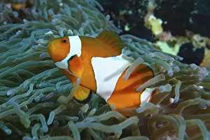 Vital Prints: An Ocellaris Clownfish (Amphiprion ocellaris) dives dynamically through a sea anemone