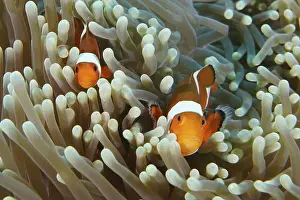 Exterior Photographs Prints: Two Ocellaris Clownfish (Amphiprion ocellaris) hiding in a protective sea anemone