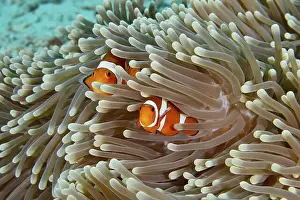 Outdoor Shots Prints: Two Ocellaris Clownfish (Amphiprion ocellaris) hiding in the tentacles of a sea anemone in the coral reef