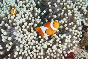 Underwater Worlds Prints: Two Ocellaris Clownfish (Amphiprion ocellaris) are in a pale sea anemone