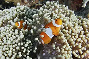 Exterior Photographs Prints: Two Ocellaris Clownfish (Amphiprion ocellaris) in a sea anemone