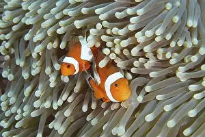 Cnidaria Prints: Two Ocellaris Clownfish (Amphiprion ocellaris) seek shelter between the tentacles of a sea anemone in the sea