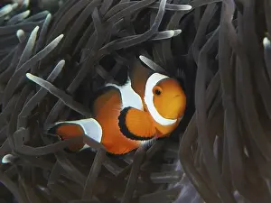 Cuddling Prints: An Ocellaris Clownfish (Amphiprion ocellaris) snuggles into the dark tentacles of a sea anemone in the coral reef