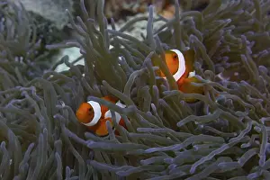 Dive Site Prints: Two Ocellaris Clownfish (Amphiprion ocellaris) swimming between the tentacles of a sea anemone