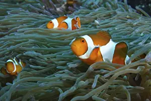 Sea Fish Prints: Several Ocellaris Clownfish (Amphiprion ocellaris) swimming between the tentacles of a sea anemone in the sea
