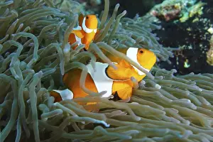 Ray Finned Fishes Prints: Ocellaris Clownfish (Amphiprion ocellaris) between the tentacles of a sea anemone in clear water