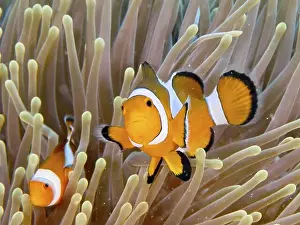 Dive Site Prints: Ocellaris Clownfish (Amphiprion ocellaris) is in a vividly coloured sea anemone