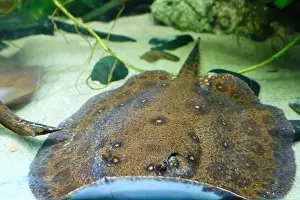 Stingray Prints: Ocellate river stingray, also known as the Black river stingray