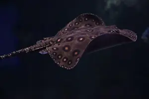 Tropical Fish Prints: Ocellate river stingray (Potamotrygon motoro) swimming in calm and clear water