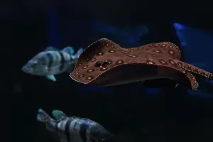 Tropical Fish Prints: Ocellate river stingray (Potamotrygon motoro) swimming in calm and clear water