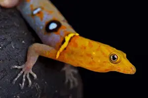 Island Endemic Prints: The Ocellated day gecko (Gonatodes ocellatus) is a spectacular lizard species endemic to Trinidad and Tobago