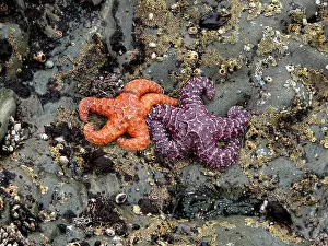 Yellowstone Prints: ochre starfish seastar marine life tidepool. Intertidal
