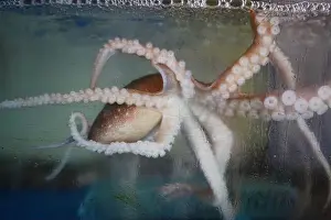 Octopus in an aquarium, close-up of octopus tentacles